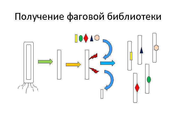 Получение фаговой библиотеки 