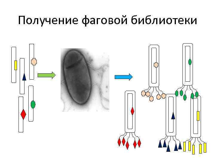 Получение фаговой библиотеки 