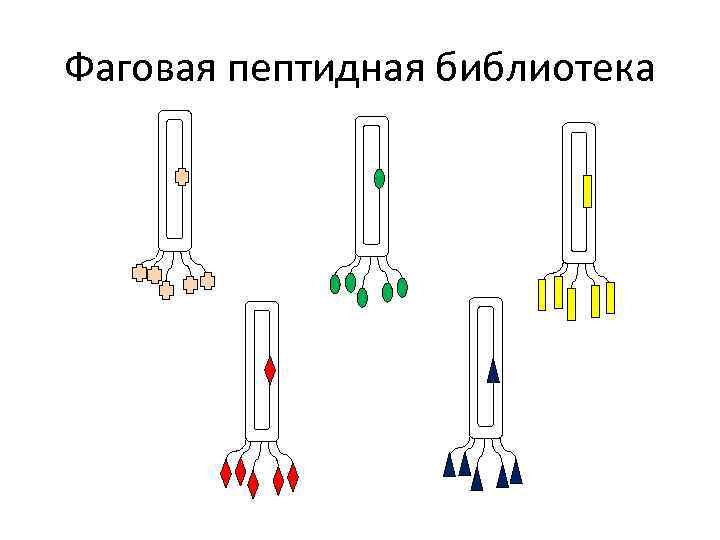 Фаговая пептидная библиотека 