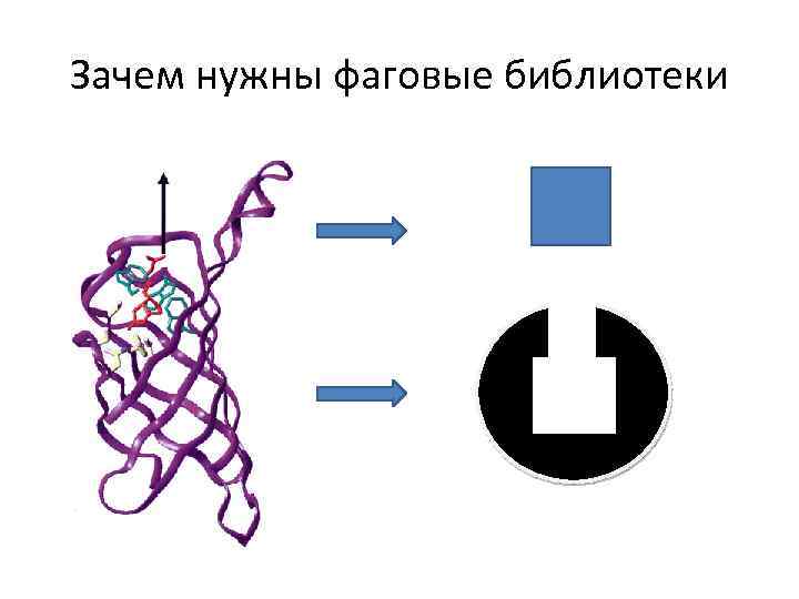 Зачем нужны фаговые библиотеки 