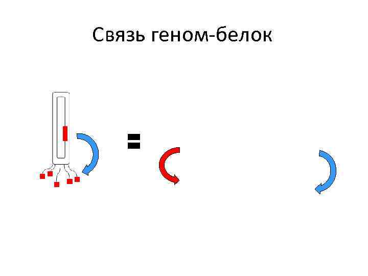 Связь геном-белок 