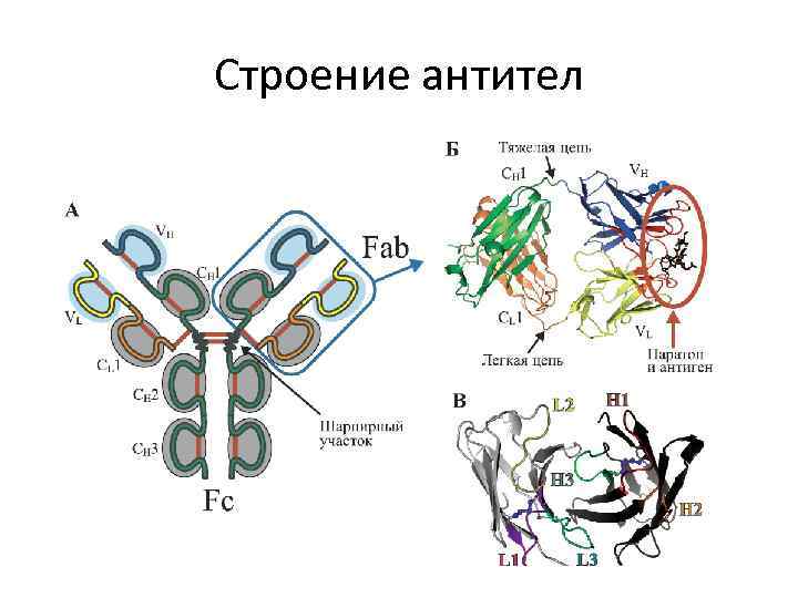 Строение антител 