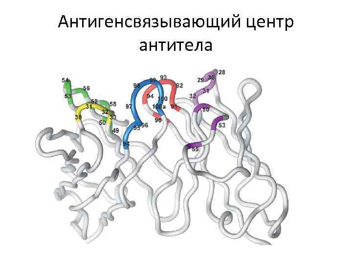 Антигенсвязывающий центр антитела 