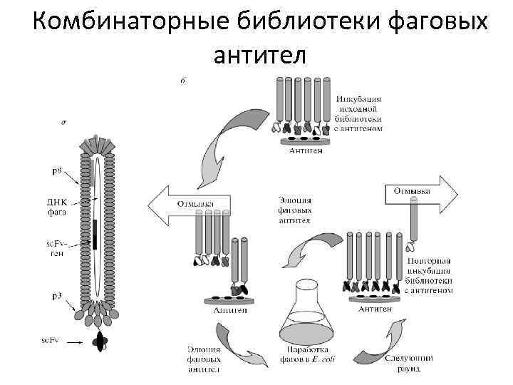 Комбинаторные библиотеки фаговых антител 