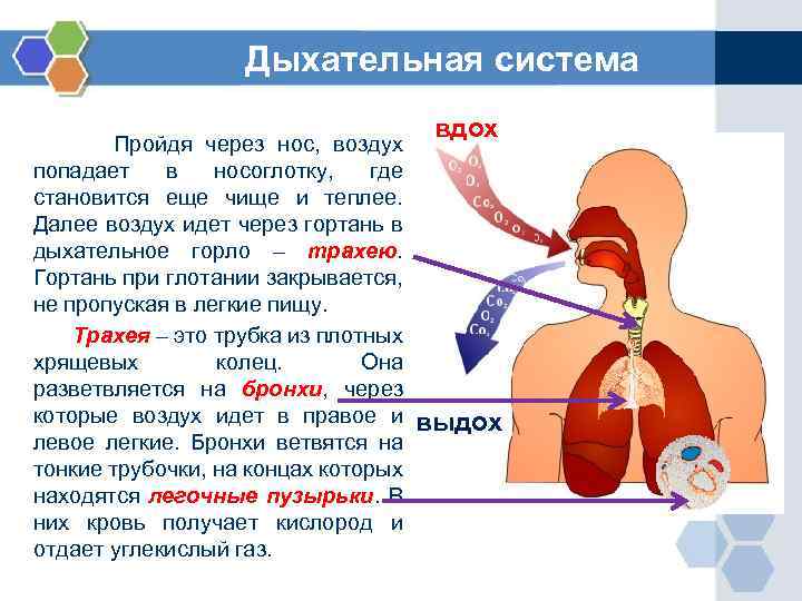 Дыхательная система вдох Пройдя через нос, воздух попадает в носоглотку, где становится еще чище