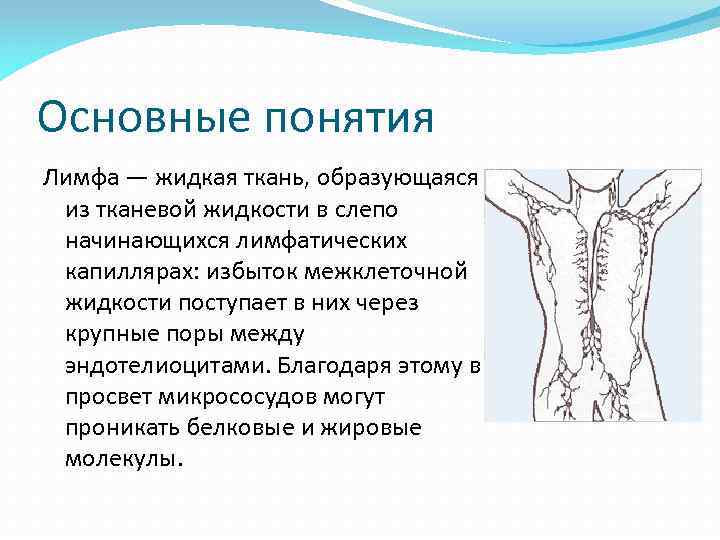 Лимфа тканевая. Понятие о лимфе. Лимфа термин. Лимфа образуется. Лимфа образуется из тканевой жидкости.