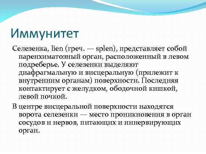 Иммунитет Селезенка, lien (греч. — splen), представляет собой паренхиматозный орган, расположенный в левом подреберье.