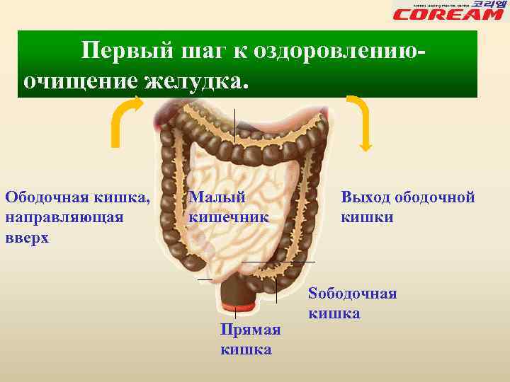 Первый шаг к оздоровлениюочищение желудка. Ободочная кишка, направляющая вверх Малый кишечник Прямая кишка Выход