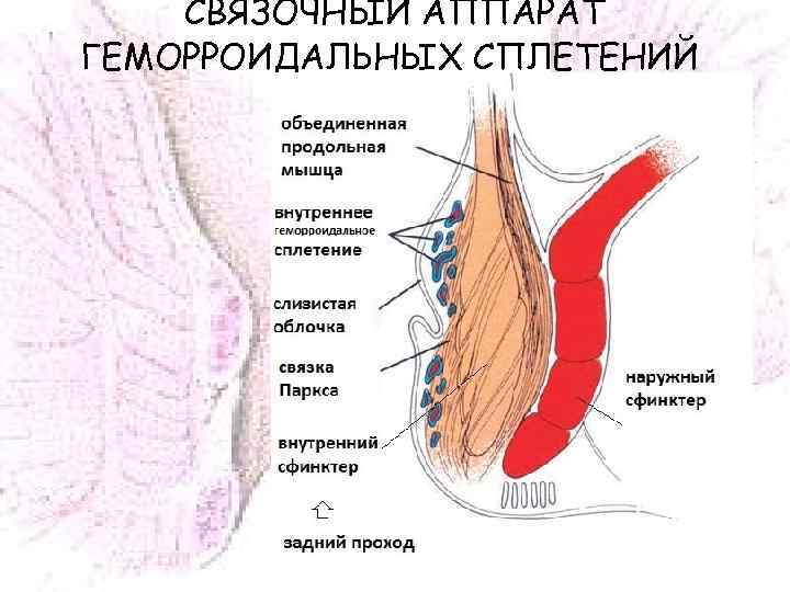 Смазать Анальное Отверстие