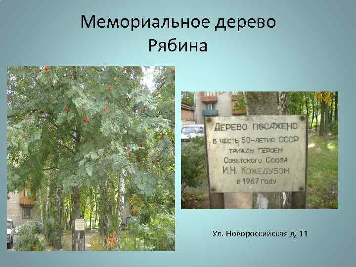 Мемориальное дерево Рябина Ул. Новороссийская д. 11 