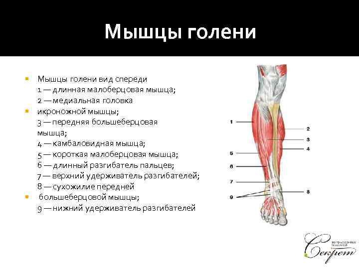 Выбери какая мышца на рисунке отмечена цифрой 4