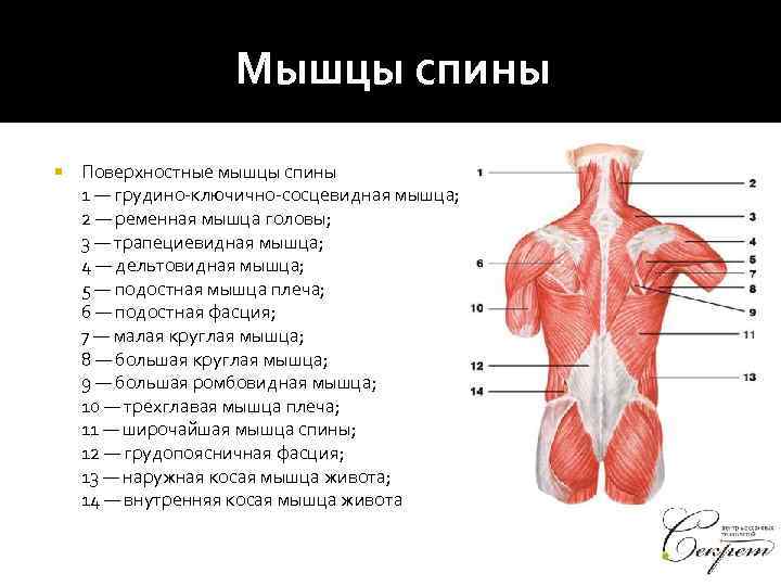 Мышцы спины Поверхностные мышцы спины 1 — грудино-ключично-сосцевидная мышца; 2 — ременная мышца головы;