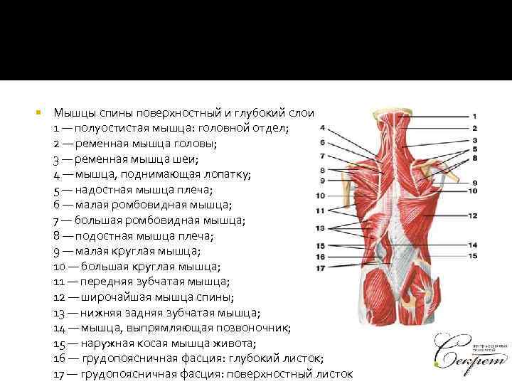 Фото мышц спины с описанием