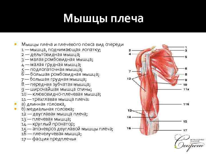 Мышцы плеча и плечевого пояса вид спереди 1 — мышца, поднимающая лопатку; 2 —