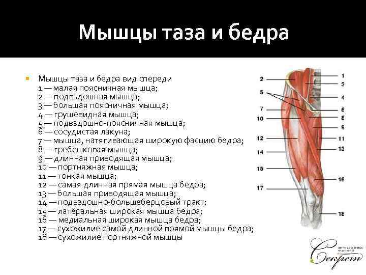 Боль в мышце бедра спереди