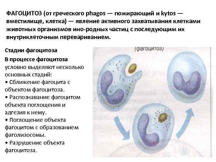 ФАГОЦИТОЗ (от греческого phagos — пожирающий и kytos — вместилище, клетка) — явление активного