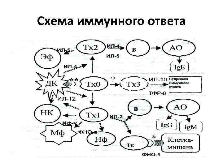 Схема иммунного ответа 