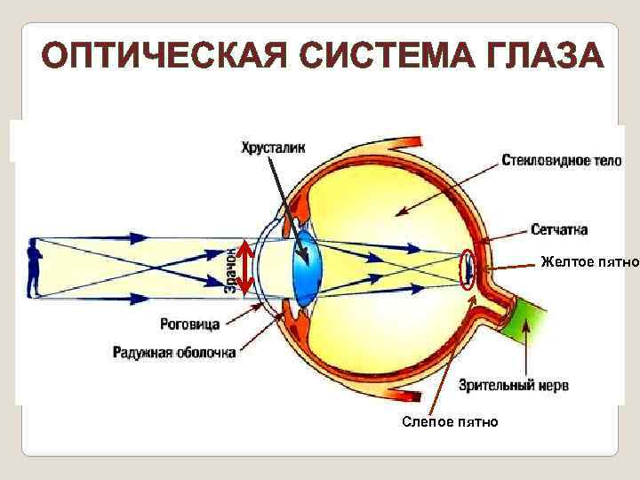 Где и какие изображения предметов дает оптическая система глаза ответ