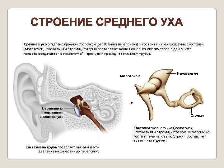 Наковальня и стремечко какое ухо. Кости среднего уха строение. Полость среднего уха строение и функции. Стремечко в ухе строение и функции. Строение среднего уха человека анатомия.