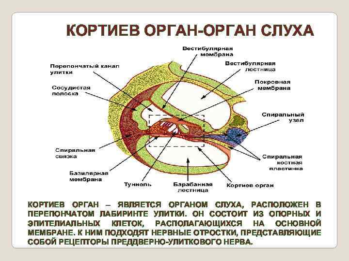 КОРТИЕВ ОРГАН-ОРГАН СЛУХА КОРТИЕВ ОРГАН – ЯВЛЯЕТСЯ ОРГАНОМ СЛУХА, РАСПОЛОЖЕН В ПЕРЕПОНЧАТОМ ЛАБИРИНТЕ УЛИТКИ.