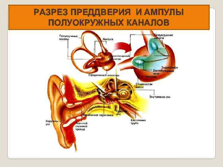 У человека к органам чувств не относят