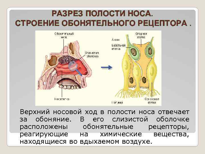 Обонятельные рецепторы