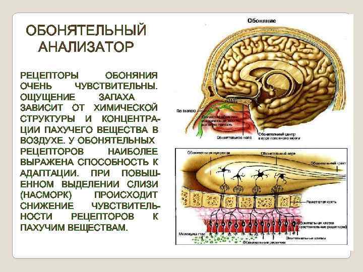 ОБОНЯТЕЛЬНЫЙ АНАЛИЗАТОР РЕЦЕПТОРЫ ОБОНЯНИЯ ОЧЕНЬ ЧУВСТВИТЕЛЬНЫ. ОЩУЩЕНИЕ ЗАПАХА ЗАВИСИТ ОТ ХИМИЧЕСКОЙ СТРУКТУРЫ И КОНЦЕНТРАЦИИ