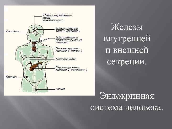 Железы внутренней и внешней секреции. Эндокринная система человека. 
