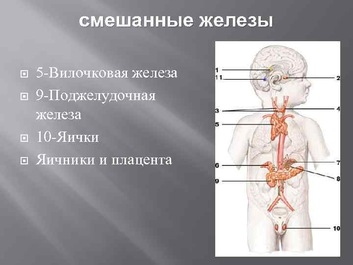 смешанные железы 5 -Вилочковая железа 9 -Поджелудочная железа 10 -Яички Яичники и плацента 