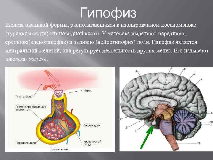 Внутренняя секреция гипофиза. Эпифиз гипофиз гипоталамус анатомия. Гипофиз гипоталамус шишковидная железа. Гипофиз железа внутренней секреции. Строение и функции гипофиза эндокринной системы.