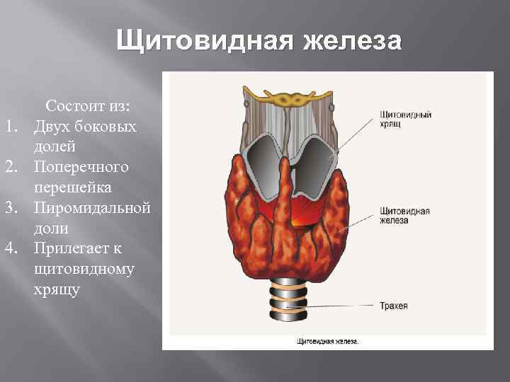 Щитовидная железа 1. 2. 3. 4. Состоит из: Двух боковых долей Поперечного перешейка Пиромидальной