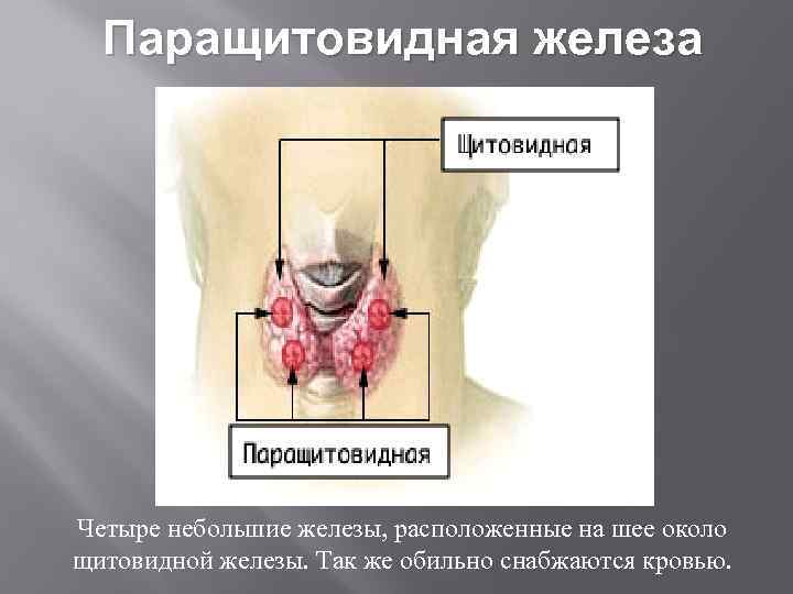 Паращитовидная железа Четыре небольшие железы, расположенные на шее около щитовидной железы. Так же обильно