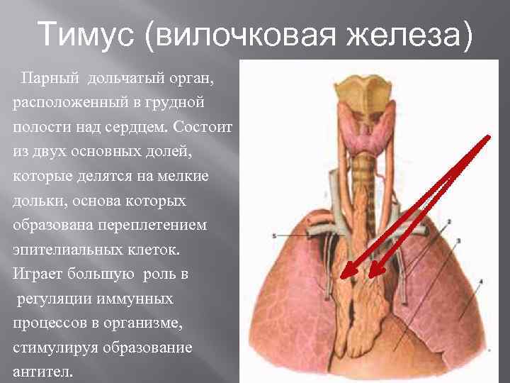 Тимус (вилочковая железа) Парный дольчатый орган, расположенный в грудной полости над сердцем. Состоит из