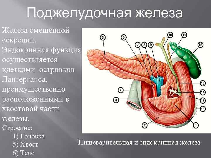 Внутреннее строение поджелудочной. Поджелудочная железа анатомия функции. Строение поджелудочной анатомия. Анатомическое строение поджелудочной железы функции. Анатомические структуры поджелудочной железы.