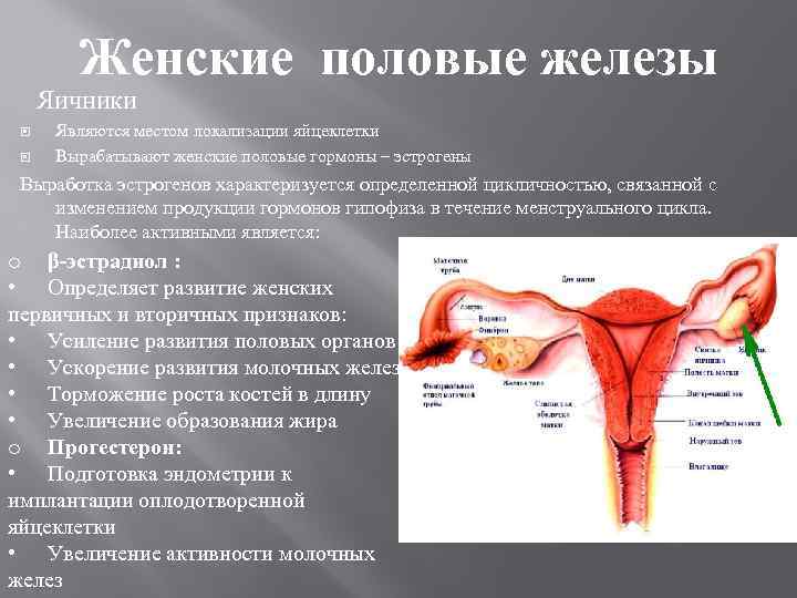 Женские половые железы Яичники Являются местом локализации яйцеклетки Вырабатывают женские половые гормоны – эстрогены