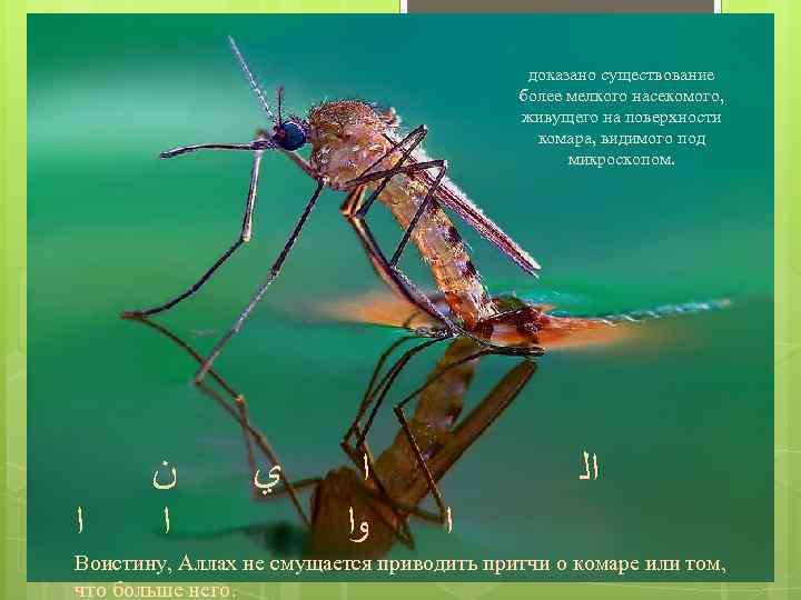 доказано существование более мелкого насекомого, живущего на поверхности комара, видимого под микроскопом. ﺍ ﻥ