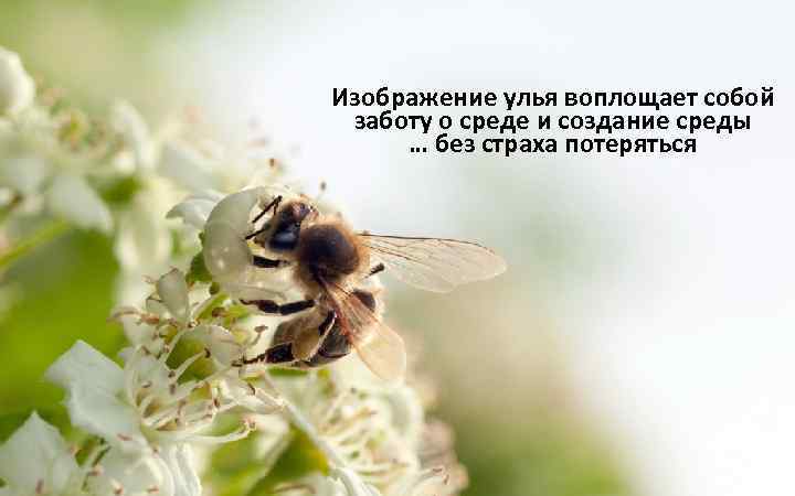 Изображение улья воплощает собой заботу о среде и создание среды … без страха потеряться