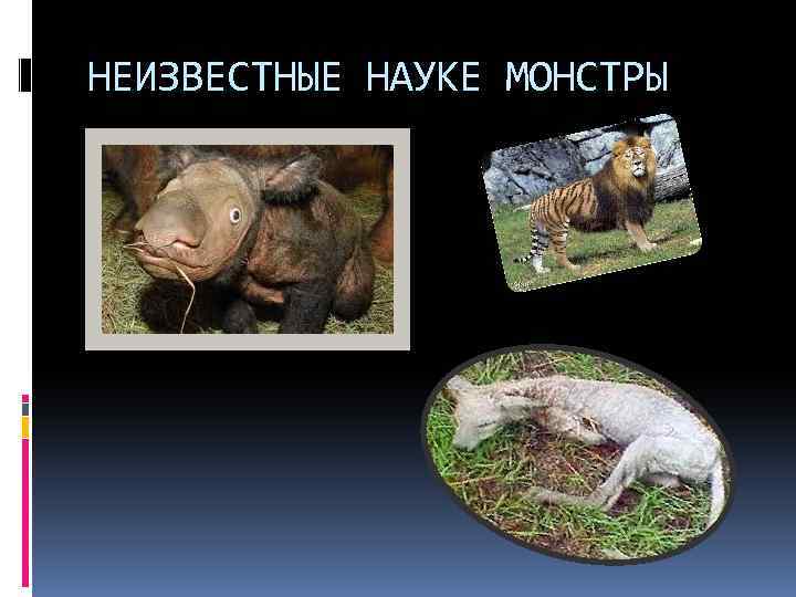 НЕИЗВЕСТНЫЕ НАУKE МОНСТРЫ 