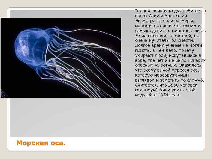 Эта крошечная медуза обитает в водах Азии и Австралии. Несмотря на свои размеры, морская