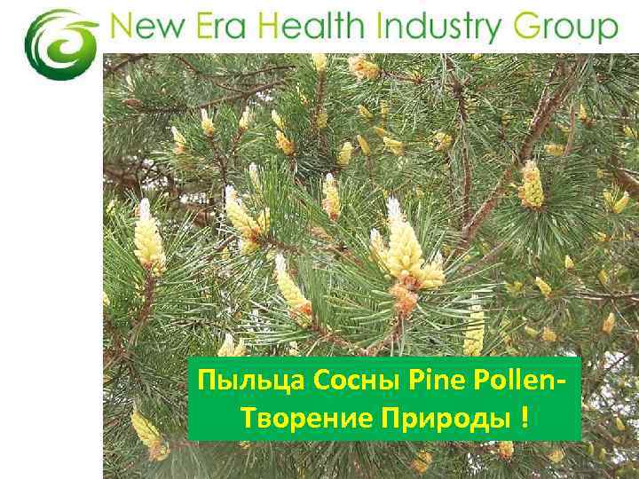 Пыльца Сосны Pine Pollen- Творение Природы ! 