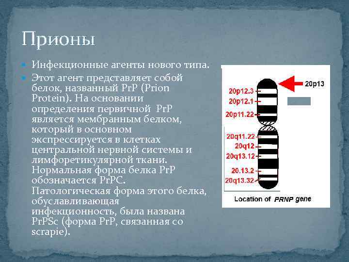 Прионы Инфекционные агенты нового типа. Этот агент представляет собой белок, названный Pr. P (Prion