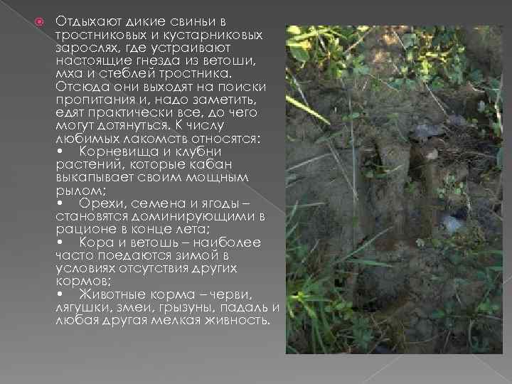  Отдыхают дикие свиньи в тростниковых и кустарниковых зарослях, где устраивают настоящие гнезда из