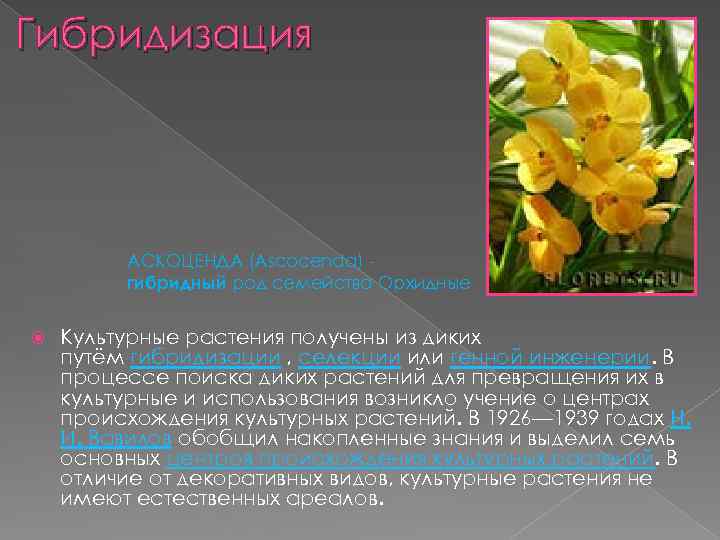 Гибридизация АСКОЦЕНДА (Ascocenda) гибридный род семейства Орхидные Культурные растения получены из диких путём гибридизации