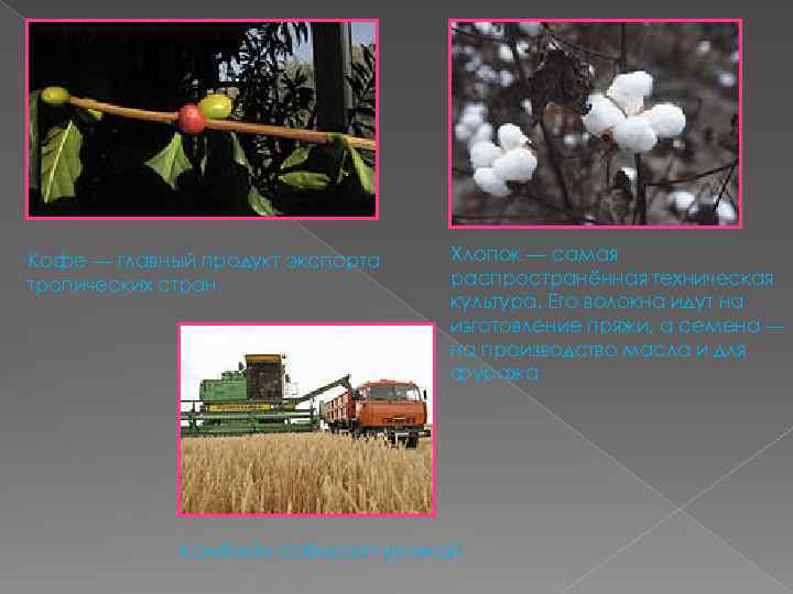 Кофе — главный продукт экспорта тропических стран Хлопок — самая распространённая техническая культура. Его