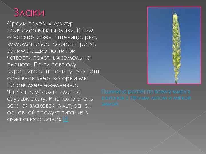 Злаки Среди полевых культур наиболее важны злаки. К ним относятся рожь, пшеница, рис, кукуруза,