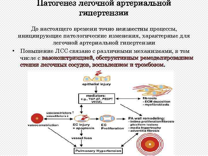 Роль изменения состояния сосудистой стенки в патогенезе артериальной гипертензии