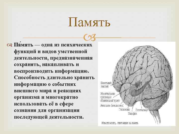 Память Па мять — одна из психических функций и видов умственной деятельности, предназначенная сохранять,