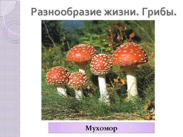 Разнообразие жизни. Грибы. Мухомор 