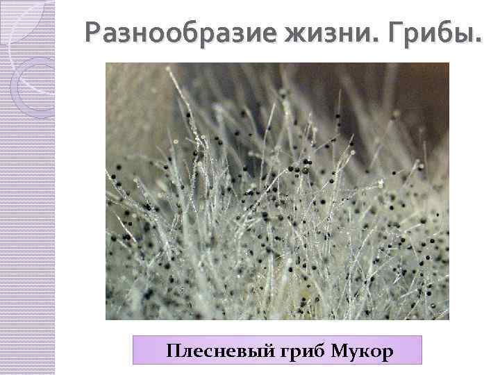 Разнообразие жизни. Грибы. Плесневый гриб Мукор 