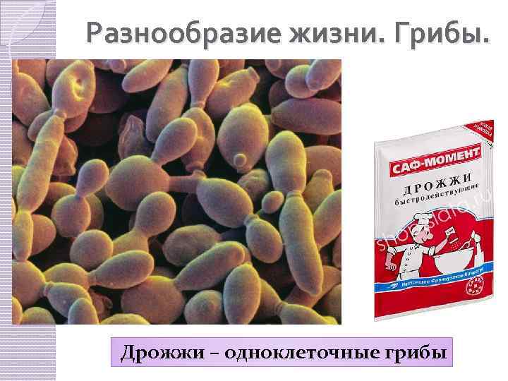 Разнообразие жизни. Грибы. Дрожжи – одноклеточные грибы 